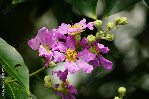 Close-up of Lagerstroemia speciosa flower blooming