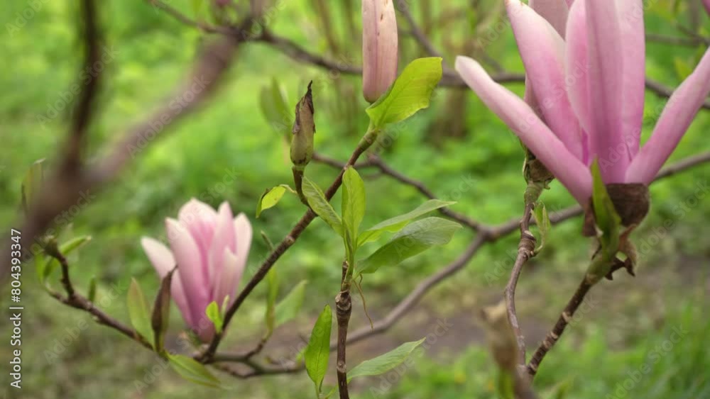 Pink magnolia flowers close up. Blooming tree. Springtime. Magnolia flowers on a branch. Beautiful flowers. Elegant and delicate flower. Pink magnolia flowers close up. Blooming tree. Springtime. Magnolia flowers on a branch. Beautiful flowers. Elegant and delicate flower.