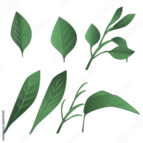 Isolated Tea Leaves and branches Vector Set