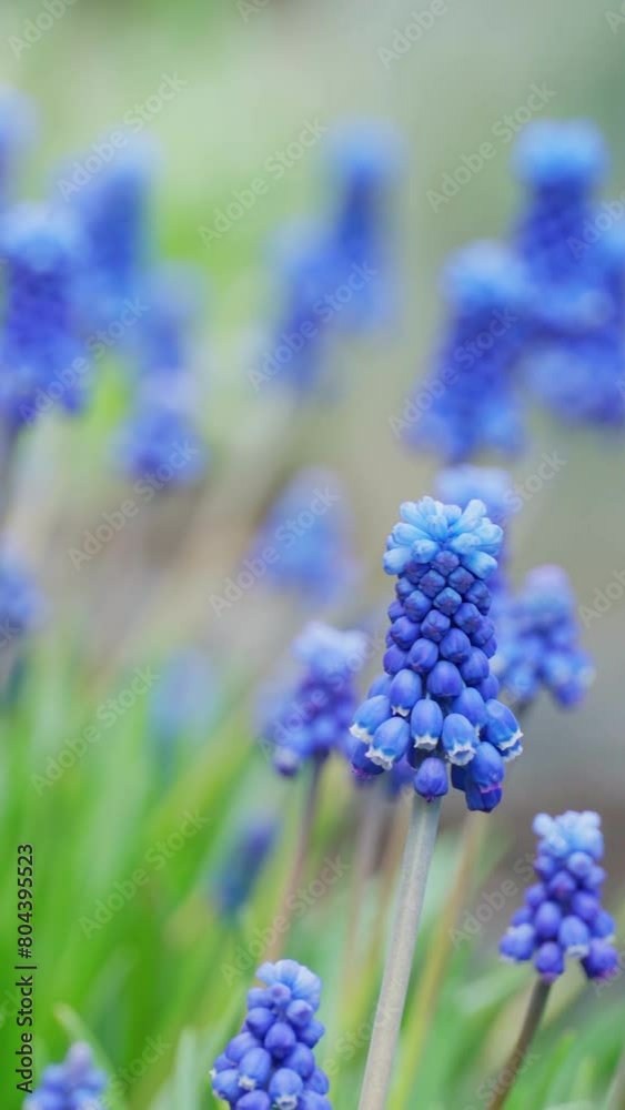 Close-up of blooming blue buds in spring, blue elegance, nature background. The blue blooming of flowers. Vertical video, shorts. Close-up of blooming blue buds in spring, blue elegance, nature background. The blue blooming of flowers. Vertical video, shorts.