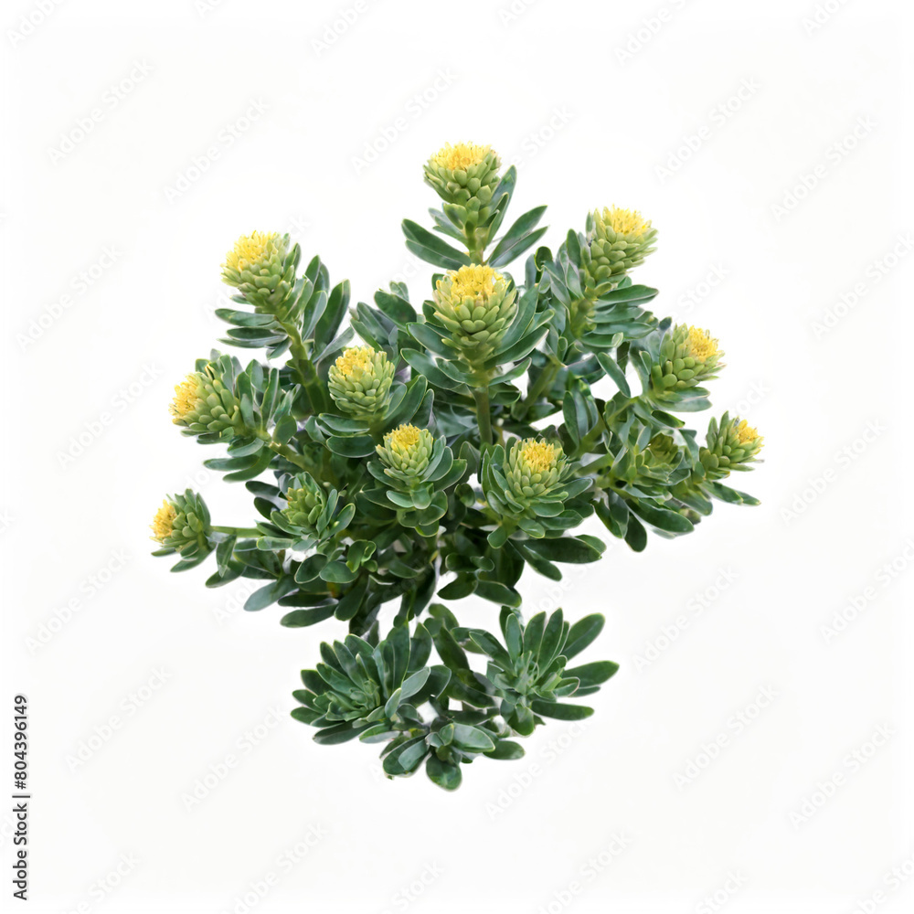 Rhodiola isolated on transparent background Rhodiola isolated on transparent background
