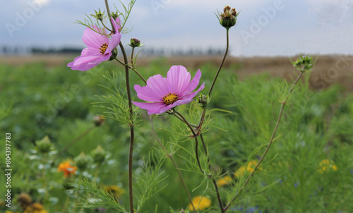 a beautiful green field margin with wild flowers in the countryside closeup and pink flowers in front