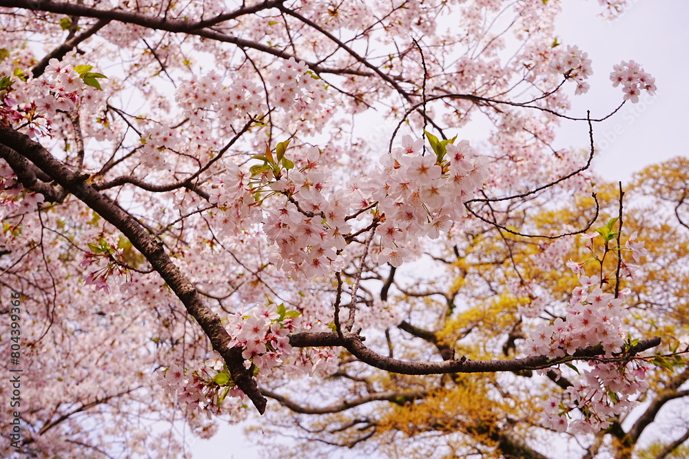 Beautiful Cherry Blossom or Sakura in Spring over Blue Sky, Japan, Copy space, Closeup - 日本 春 ピンク色の桜の花 青空の背景 Beautiful Cherry Blossom or Sakura in Spring over Blue Sky, Japan, Copy space, Closeup - 日本 春 ピンク色の桜の花 青空の背景