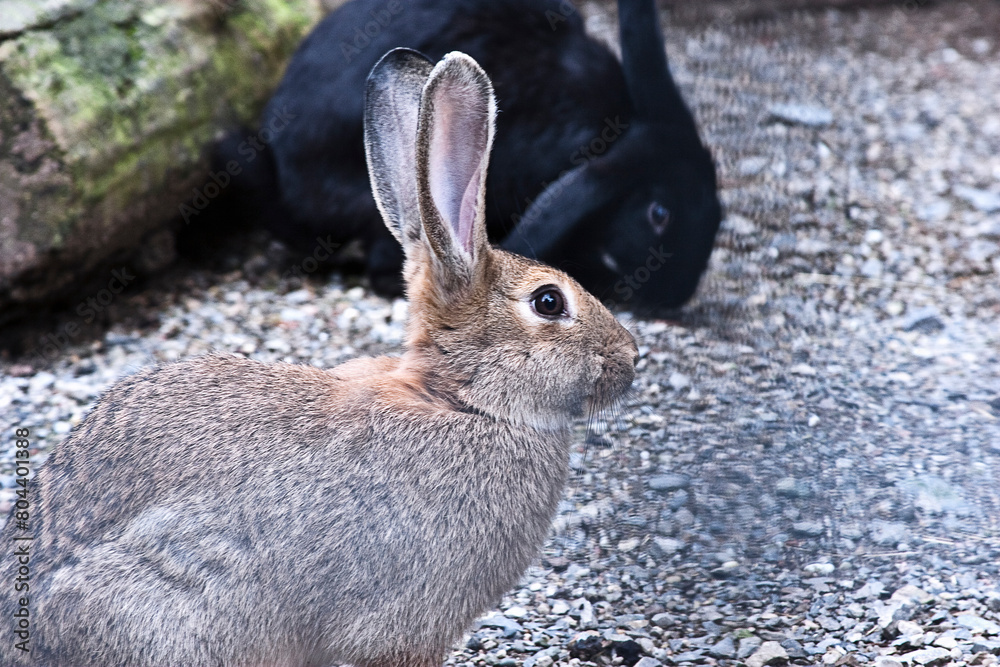 Fototapeta premium Kaninchen in ihrem Außengehege