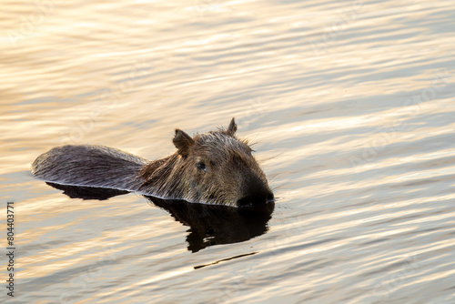 A capybara sunbathing on the edge of a lake. Species Hydrochoerus hydrochaeris. Wildlife. Cerrado Animal lover.