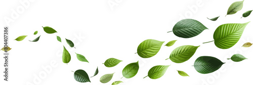 Green flying leaves seamless border. Green leaves wave .Falling fresh leaf . Foliage green leaves ornament . Elements for eco friendly,bio,vegan logo .Realistic green leaf .