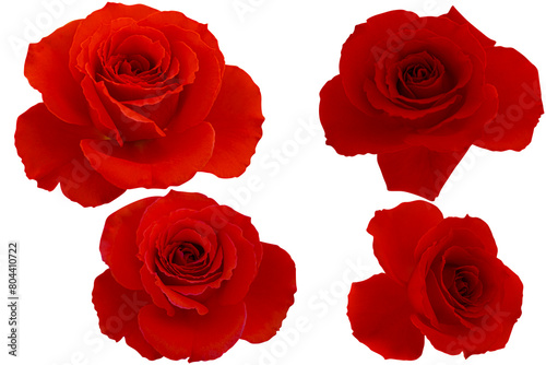Four dark red roses isolated on white background.Photo with clipping path.