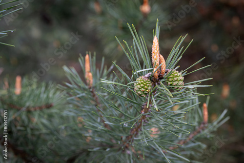 An unripe green pine cone on a tree.