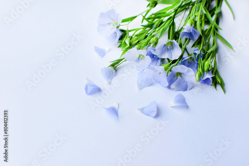 Blue flax flowers or Linum usitatissimum on a white background. Top view, copy space photo