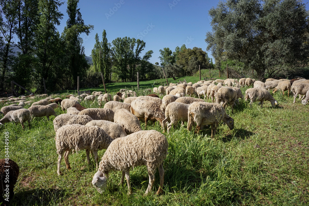 Fototapeta premium flock of sheep grazing, Sierra de Segura region, Jaén province, Andalusia, Spain