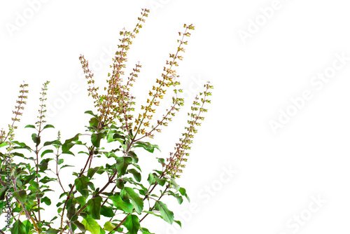 fresh indian Medicinal and hindu religious plant green tulsi or holy basil herb Ocimum sanctum also known as Shyama tulsi Rama tulsi for hindu religion health concept cutout in transparent background