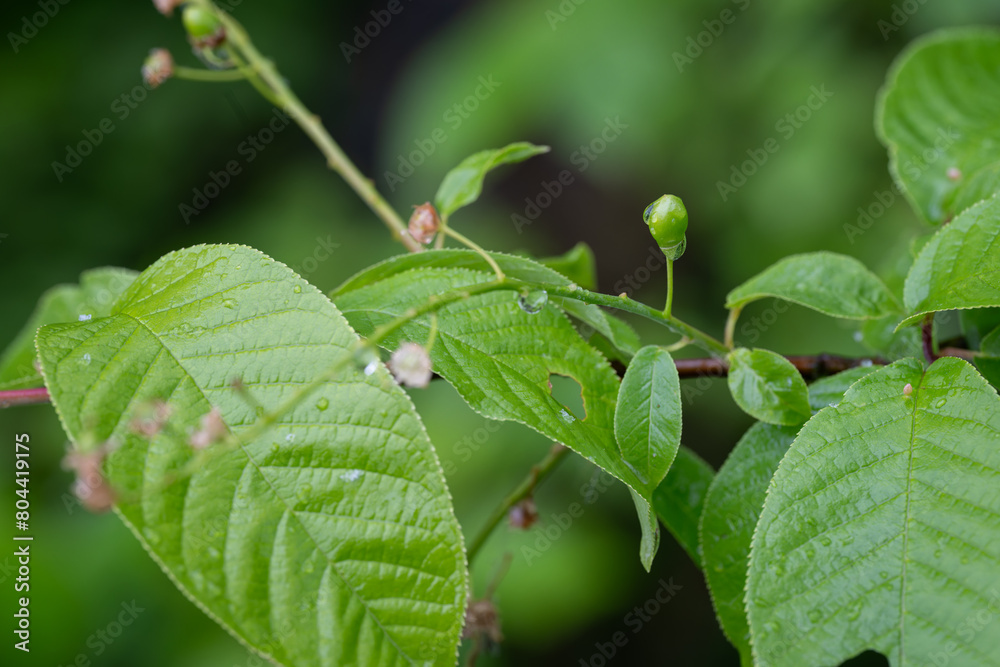 Fototapeta premium Common milk thistle fruits on the tree.