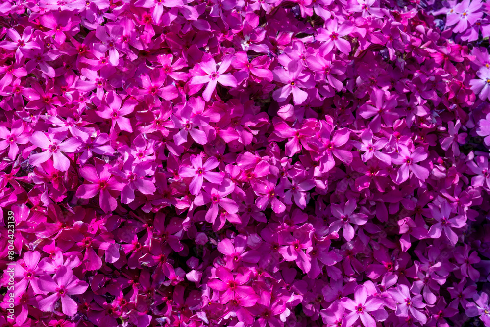 Rock garden with blooming bright pink Phlox douglasii, common name tufted phlox or Columbia phlox, a species of perennial herb belonging to the family Polemoniaceae. Close-up 