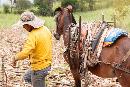 lifestyle: mule driver working in sugar cane cultivation photo