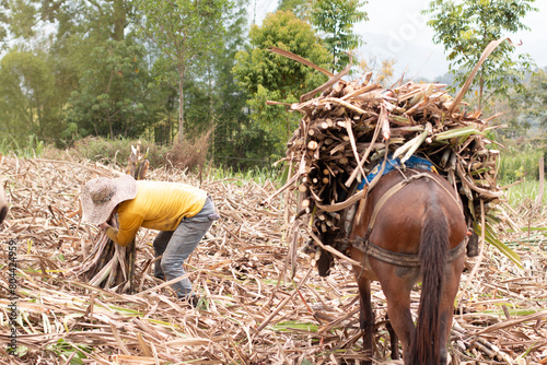 фотографія lifestyle: muleteer lifting sugar cane in the crop to load mule