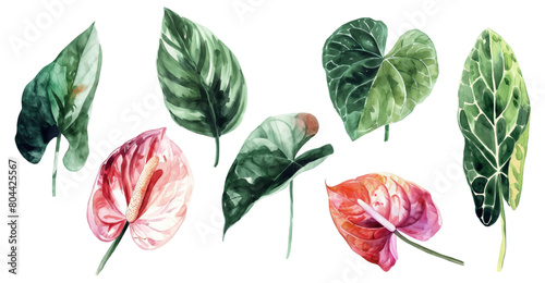 exotic flowers, red anthurium on an isolated white background. botanical illustration, watercolor