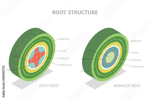 3D Isometric Flat  Illustration of Root Structure, Plant Anatomy photo