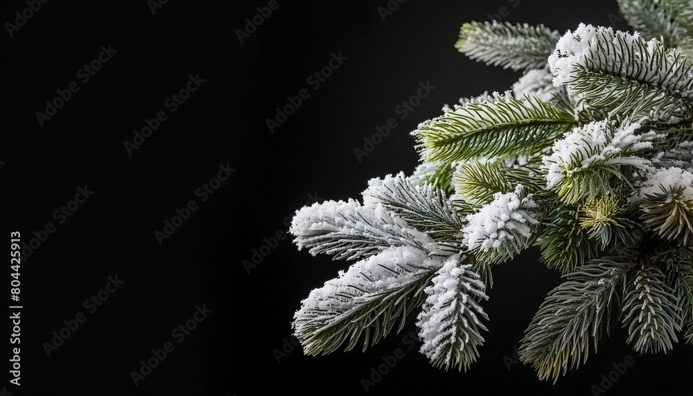 a branch of a Christmas tree on which there is snow a branch of a Christmas tree on which there is snow