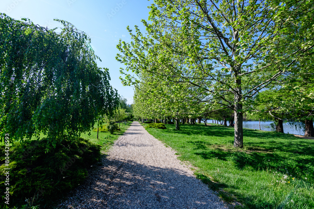 Landscape with the main alley and many large green trees in King Michael I Park (Herastrau), in a sunny spring day.. Landscape with the main alley and many large green trees in King Michael I Park (Herastrau), in a sunny spring day..
