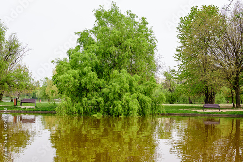 Landscape with water and green weeping willow trees on the shoreline of Titan Lake in Alexandru Ioan Cuza (IOR) Park in Bucharest, Romania,  in a cloudy spring day with white sky. photo