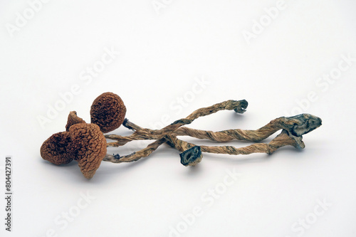 Three dried magic mushrooms of the Golden Teacher type. photo