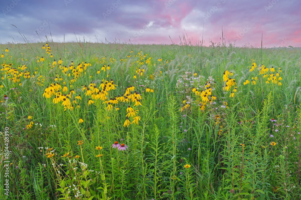 Fototapeta premium Summer, tall grass wildflower prairie with yellow and pink coneflowers at dawn, Michigan, USA