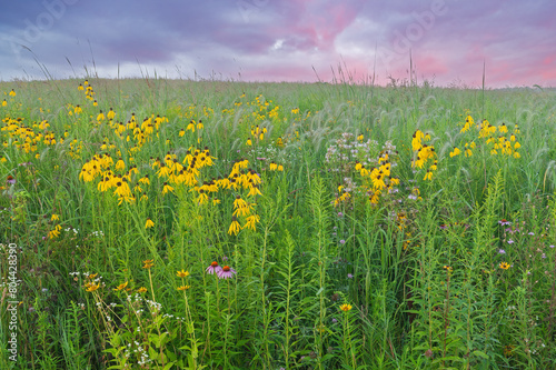 Summer  tall grass wildflower prairie with yellow and pink coneflowers at dawn  Michigan  USA