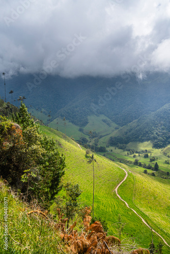 Cocora Valley, Quindio, Colombia