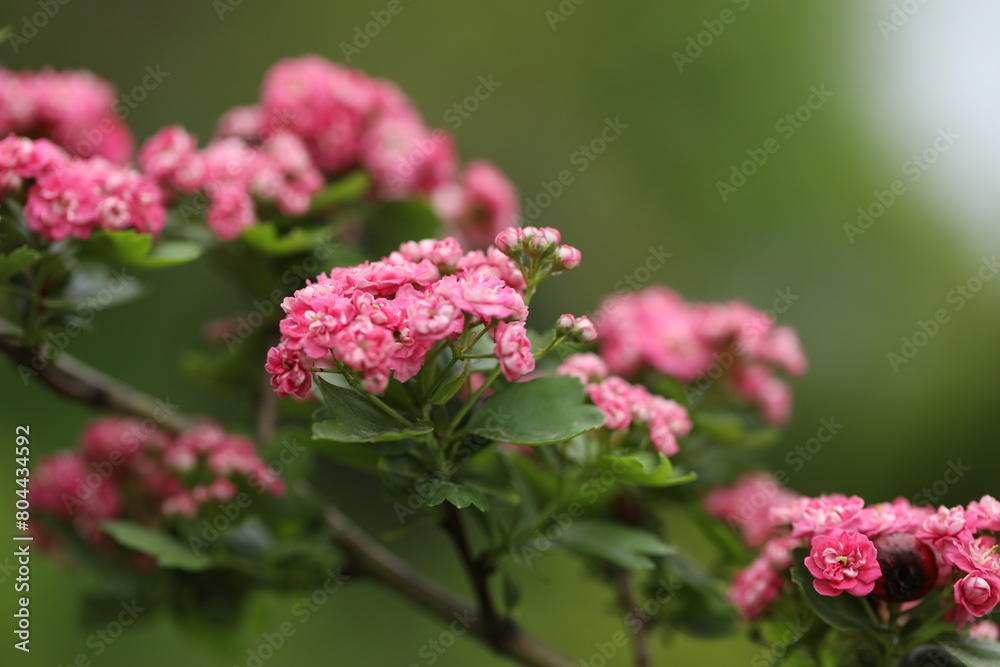 Pattern of Hawthorn flowers and copy space Pattern of Hawthorn flowers and copy space