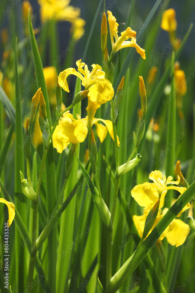 Obraz premium Bright yellow iris blooming on the pond with green background