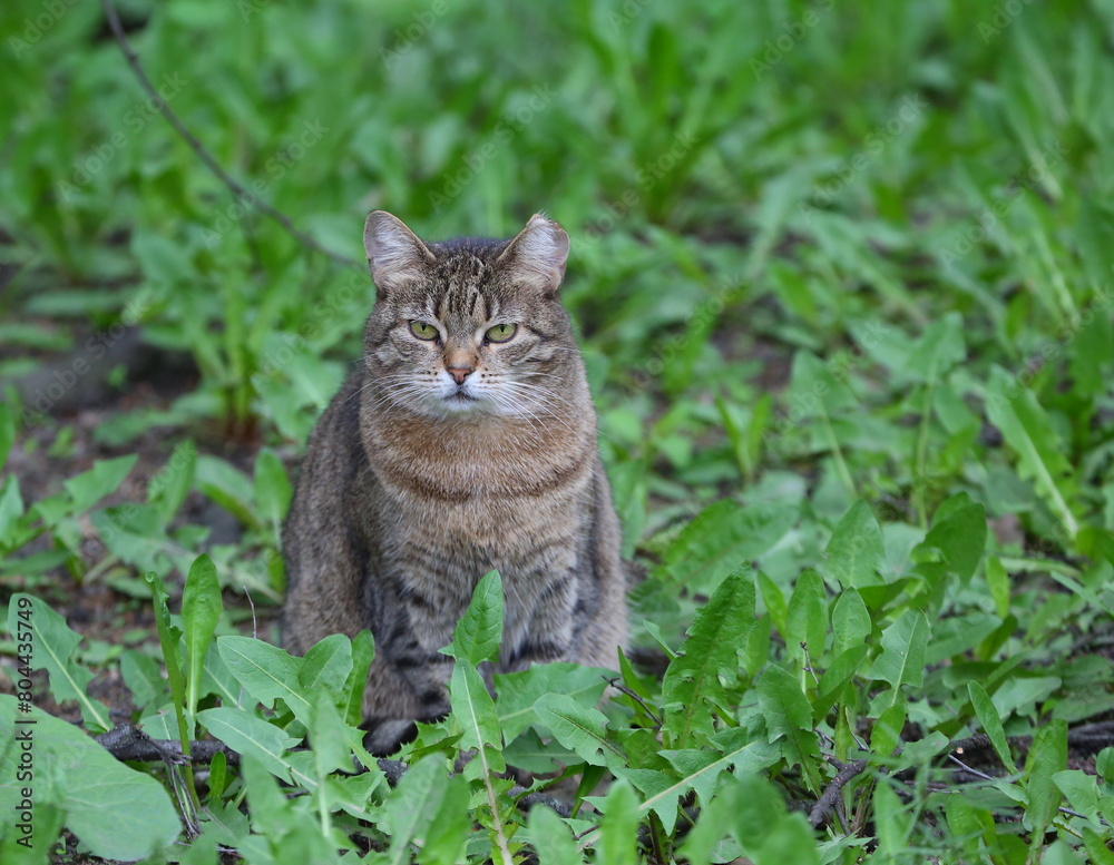 A grey striped green-eyed cat is sitting in the green grass A grey striped green-eyed cat is sitting in the green grass