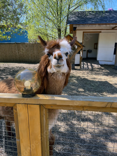 red alpaca in the farm