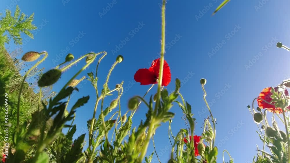 papavero vento e cielo azzurro