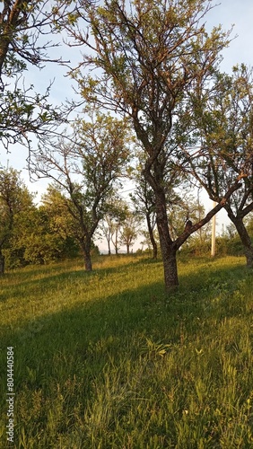 trees in the park