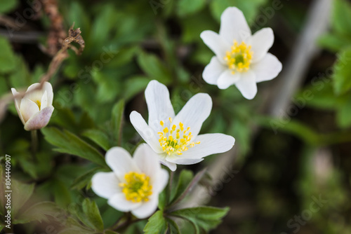 White flowers on a sunny spring day  Anemone nemorosa close up