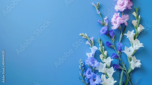 gladiolus larkspur delphinium flowers on solid blue background with copy space for text, backdrop mockup template design concept
 photo