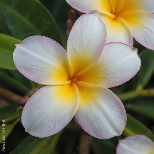 a two white and yellow flowers with green leaves