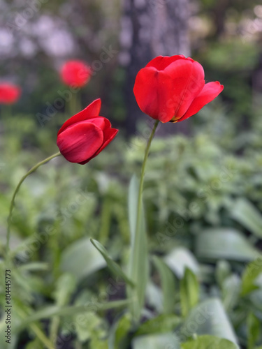red tulips