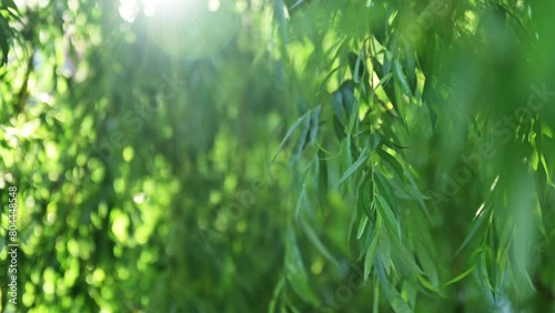 Weeping willow treetop with lush green leaves
