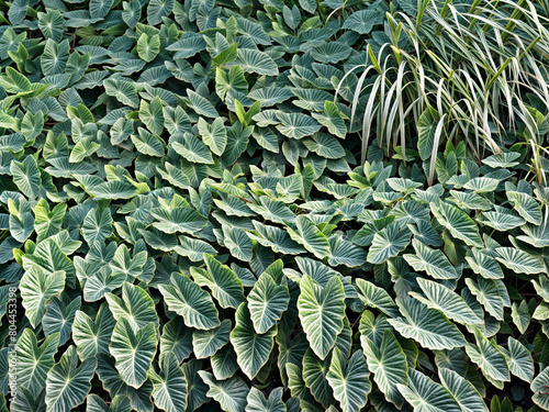 Lush green caladium plant leaves covering ground in a garden setting photo