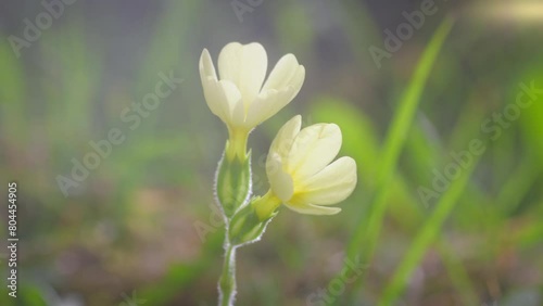 Beautiful rural flower. Enjoy the beauty of nature. Spring and summer season. Light wind breezing at the yellow petals. 