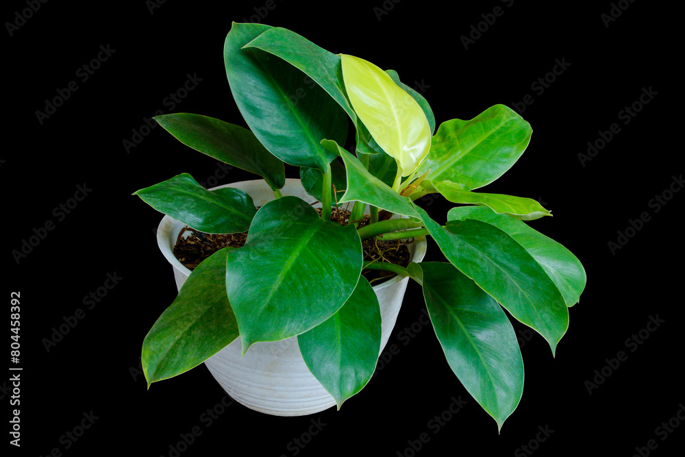 Shiny Heart shaped lime green leaves of philodendron “Moonlight” (Philodendron Lemon Lime) tropical foliage plant bush in white flower pot isolated on black background white. clipping path included Shiny Heart shaped lime green leaves of philodendron “Moonlight” (Philodendron Lemon Lime) tropical foliage plant bush in white flower pot isolated on black background white. clipping path included