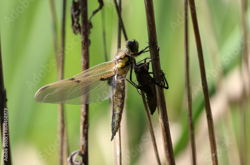 Vierfleck - Four-spotted Chaser photo