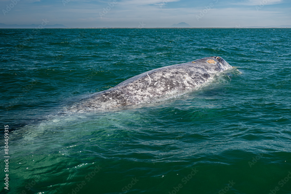 Naklejka premium Gray whale (Eschrichtius robustus) in San Ignacio Lagoon, Baja California Sur, Mexico.