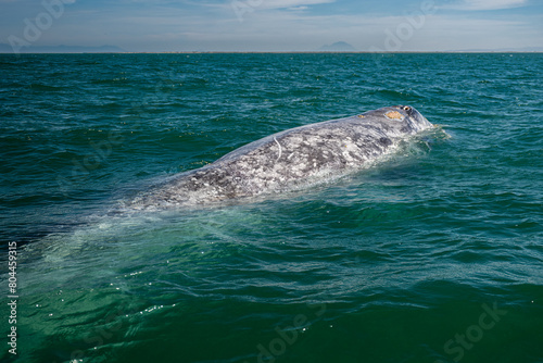 Gray whale (Eschrichtius robustus) in San Ignacio Lagoon, Baja California Sur, Mexico. photo