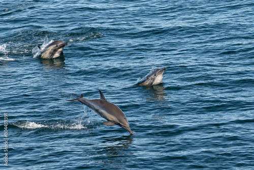 Long-beaked common dolphins (Delphinus capensis) off the coast of Baja California Sur in the Sea of Cortez, Mexico.
