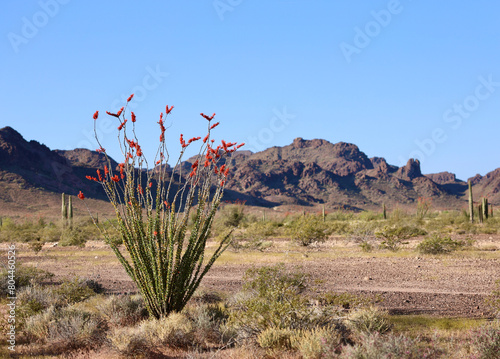 red flowers on the ocotillo cactus