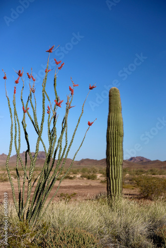 ocotillo and saguaro cacti in the blooming desert