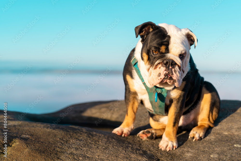Sad Black tri-color English British Bulldog Dog in harness out for  walk sitting on top of mountains against blue sky