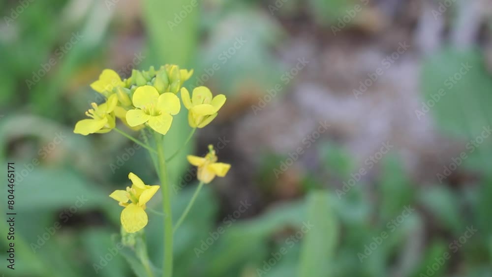 Blossomed yellow mustard flower in the agricultural field close up shot with selective view Blossomed yellow mustard flower in the agricultural field close up shot with selective view